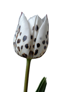 Leopard Pattern Tulip Vinyl Car Decal Sticker – Waterproof & UV-Resistant 8.96"