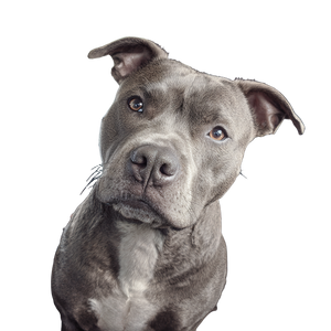 Suspicious Staffordshire Bull Terrier Vinyl Car Decal Sticker – Waterproof & UV-Resistant 3.4133333333333336"