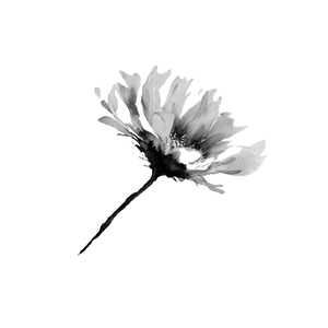 Daisy With Wind Vinyl Car Decal Sticker – Waterproof & UV-Resistant 3.4133333333333336"
