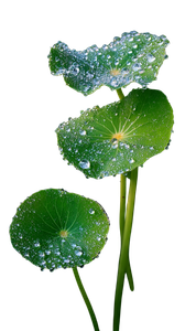 Dewy Centella Leaves V2 Vinyl Car Decal Sticker – Waterproof & UV-Resistant 4.8533333333333335"