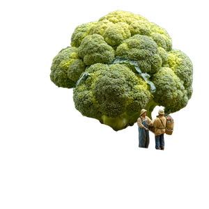 Giant Broccoli Care V2 Vinyl Car Decal Sticker – Waterproof & UV-Resistant 3.4133333333333336"
