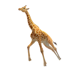 Surreal Giraffe Descent Vinyl Car Decal Sticker – Waterproof & UV-Resistant 3.466666666666667"