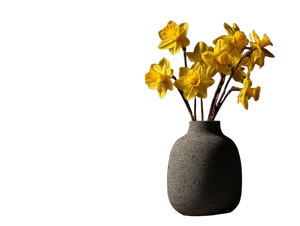 Stone Vase Daffodils Vinyl Car Decal Sticker – Waterproof & UV-Resistant 3.0933333333333333" Stone Vase Daffodils Vinyl Car Decal Sticker – Waterproof & UV-Resistant 3.0933333333333333"