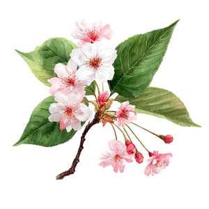 Kawaii Cherry Leaf Vinyl Car Decal Sticker – Waterproof & UV-Resistant 3.4133333333333336"