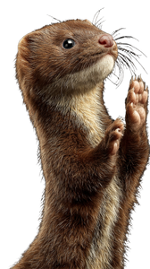 Waving Weasel Vinyl Car Decal Sticker – Waterproof & UV-Resistant 9.706666666666667"