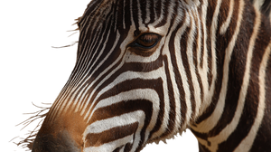 Zebra V5 Vinyl Car Decal Sticker – Waterproof & UV-Resistant 5.4