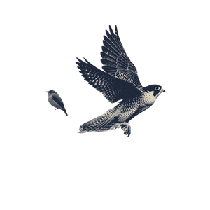Sparrow To Falcon Vinyl Car Decal Sticker – Waterproof & UV-Resistant 6.826666666666667"