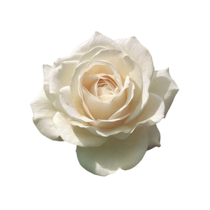 Blooming White Rose V3 Vinyl Car Decal Sticker – Waterproof & UV-Resistant 3.4133333333333336"