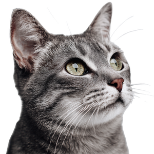 Gray Tabby Cat V10 Vinyl Car Decal Sticker – Waterproof & UV-Resistant 6.826666666666667"