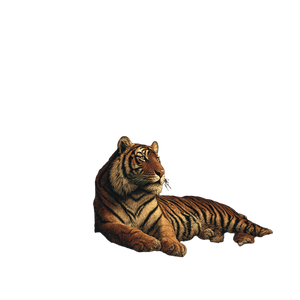 Tiger In Jungle V3 Vinyl Car Decal Sticker – Waterproof & UV-Resistant 3.4133333333333336" Tiger In Jungle V3 Vinyl Car Decal Sticker – Waterproof & UV-Resistant 3.4133333333333336"