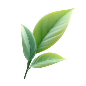 Green Tea Leaf V3 Vinyl Car Decal Sticker – Waterproof & UV-Resistant 3.4133333333333336"