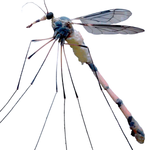 Long-Legged Mosquito Vinyl Car Decal Sticker – Waterproof & UV-Resistant 6.826666666666667"