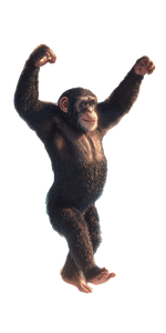 Dancing Chimpanzee Vinyl Car Decal Sticker – Waterproof & UV-Resistant 10.2 Dancing Chimpanzee Vinyl Car Decal Sticker – Waterproof & UV-Resistant 10.2