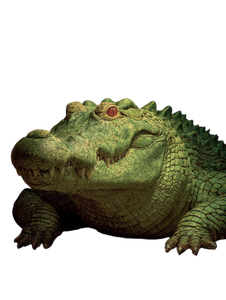 Nile King Crocodile Vinyl Car Decal Sticker – Waterproof & UV-Resistant 8.213333333333333"