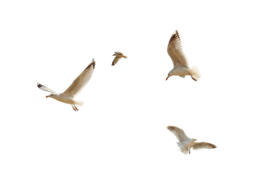 Seagulls Flying V2 Vinyl Car Decal Sticker – Waterproof & UV-Resistant 2.986666666666667"