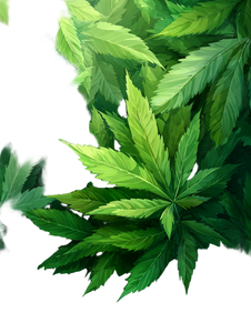 Green Hemp Leaves Vinyl Car Decal Sticker – Waterproof & UV-Resistant 8.213333333333333"