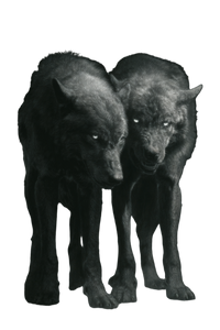 Glowing Eyed Wolves Vinyl Car Decal Sticker – Waterproof & UV-Resistant 4.4