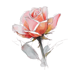 Watercolor Rose V2 Vinyl Car Decal Sticker – Waterproof & UV-Resistant 3.4133333333333336" Watercolor Rose V2 Vinyl Car Decal Sticker – Waterproof & UV-Resistant 3.4133333333333336"