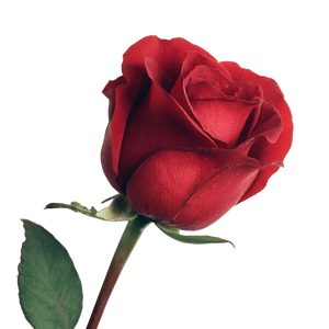 Red Rose Closeup V2 Vinyl Car Decal Sticker – Waterproof & UV-Resistant 3.4133333333333336"
