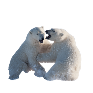 Polar Bears Fighting Vinyl Car Decal Sticker – Waterproof & UV-Resistant 3.4133333333333336" Polar Bears Fighting Vinyl Car Decal Sticker – Waterproof & UV-Resistant 3.4133333333333336"