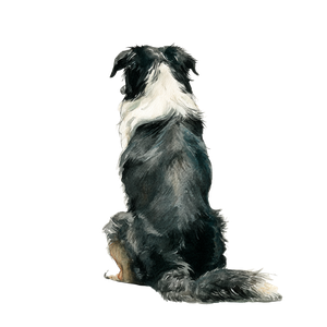 Chubby Border Collie Vinyl Car Decal Sticker – Waterproof & UV-Resistant 3.4133333333333336"