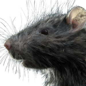 Realistic Rat Illustration Vinyl Car Decal Sticker – Waterproof & UV-Resistant 6.826666666666667" Realistic Rat Illustration Vinyl Car Decal Sticker – Waterproof & UV-Resistant 6.826666666666667"