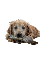 Golden Retriever'S Struggle Vinyl Car Decal Sticker – Waterproof & UV-Resistant 4.8533333333333335"