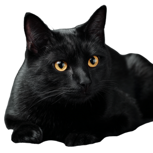 Black Cat V58 Vinyl Car Decal Sticker – Waterproof & UV-Resistant 6.826666666666667"