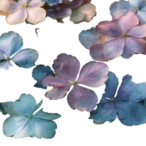 Floating Hydrangea Petals Vinyl Car Decal Sticker – Waterproof & UV-Resistant 3.4133333333333336"