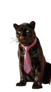 Stylish Panther Vinyl Car Decal Sticker – Waterproof & UV-Resistant 9.706666666666667"
