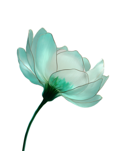 Glass Petal Flower V2 Vinyl Car Decal Sticker – Waterproof & UV-Resistant 8.213333333333333"