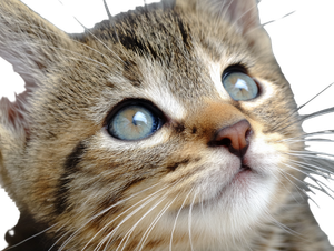 Realistic Cute Kitten Vinyl Car Decal Sticker – Waterproof & UV-Resistant 6.1866666666666665"