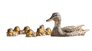 Happy Duck Family Vinyl Car Decal Sticker – Waterproof & UV-Resistant 2.72"