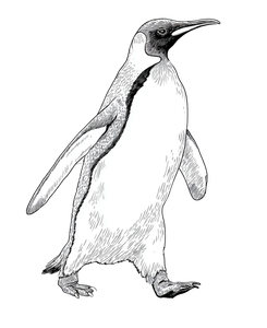 Emperor Penguin Walk Vinyl Car Decal Sticker – Waterproof & UV-Resistant 4.05333333333333