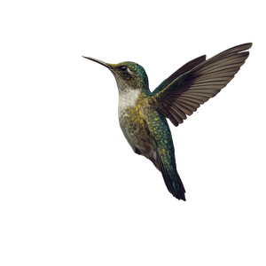 Hummingbird V2 Vinyl Car Decal Sticker – Waterproof & UV-Resistant 3.4133333333333336"