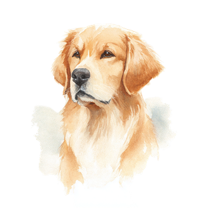 Golden Retriever Portrait V29 Vinyl Car Decal Sticker – Waterproof & UV-Resistant 6.826666666666667"