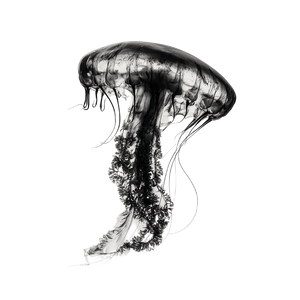 Immortal Jellyfish T Vinyl Car Decal Sticker – Waterproof & UV-Resistant 6.826666666666667"