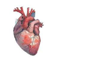 Anatomical Heart Sketch Vinyl Car Decal Sticker – Waterproof & UV-Resistant 3.0