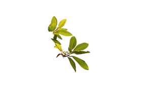 Lush Tree Branch V2 Vinyl Car Decal Sticker – Waterproof & UV-Resistant 2.72"