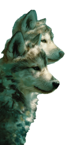 Wolf Cubs Playing V2 Vinyl Car Decal Sticker – Waterproof & UV-Resistant 10.2