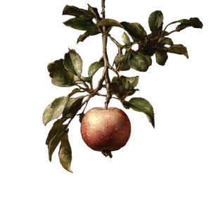 Apple V29 Vinyl Car Decal Sticker – Waterproof & UV-Resistant 3.4133333333333336"