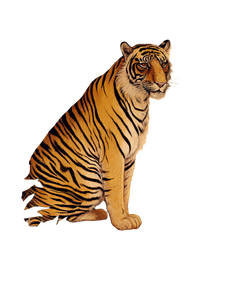 Indian Tiger Vinyl Car Decal Sticker – Waterproof & UV-Resistant 4.1066666666666665" Indian Tiger Vinyl Car Decal Sticker – Waterproof & UV-Resistant 4.1066666666666665"