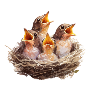 Baby Robin Birds Vinyl Car Decal Sticker – Waterproof & UV-Resistant 3.4133333333333336"