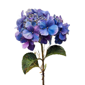 Hydrangea V2 Vinyl Car Decal Sticker – Waterproof & UV-Resistant 3.4133333333333336"