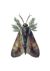 Moth Portrait Vinyl Car Decal Sticker – Waterproof & UV-Resistant 8.746666666666666"