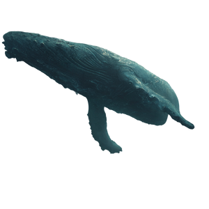 Deep Sea Horror V15 Vinyl Car Decal Sticker – Waterproof & UV-Resistant 6.826666666666667"
