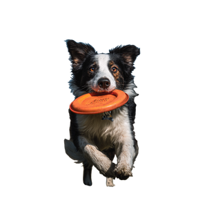 Border Collie Frisbee Vinyl Car Decal Sticker – Waterproof & UV-Resistant 3.4133333333333336"