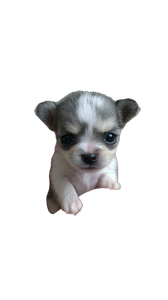 Tiny Climbing Puppy Vinyl Car Decal Sticker – Waterproof & UV-Resistant 9.706666666666667"