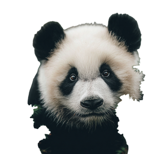 Cute Panda V10 Vinyl Car Decal Sticker – Waterproof & UV-Resistant 3.4133333333333336"