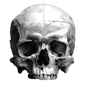 Bold Skull Drawing V2 Vinyl Car Decal Sticker – Waterproof & UV-Resistant 3.4133333333333336"